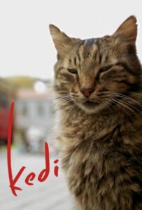 Город кошек 2016 Смотреть Онлайн Новый Турецкий Сериал